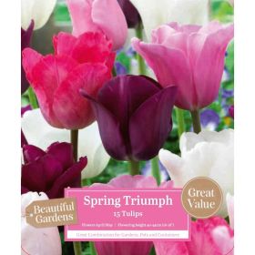 Tulip Spring Triumph - 15 Bulbs